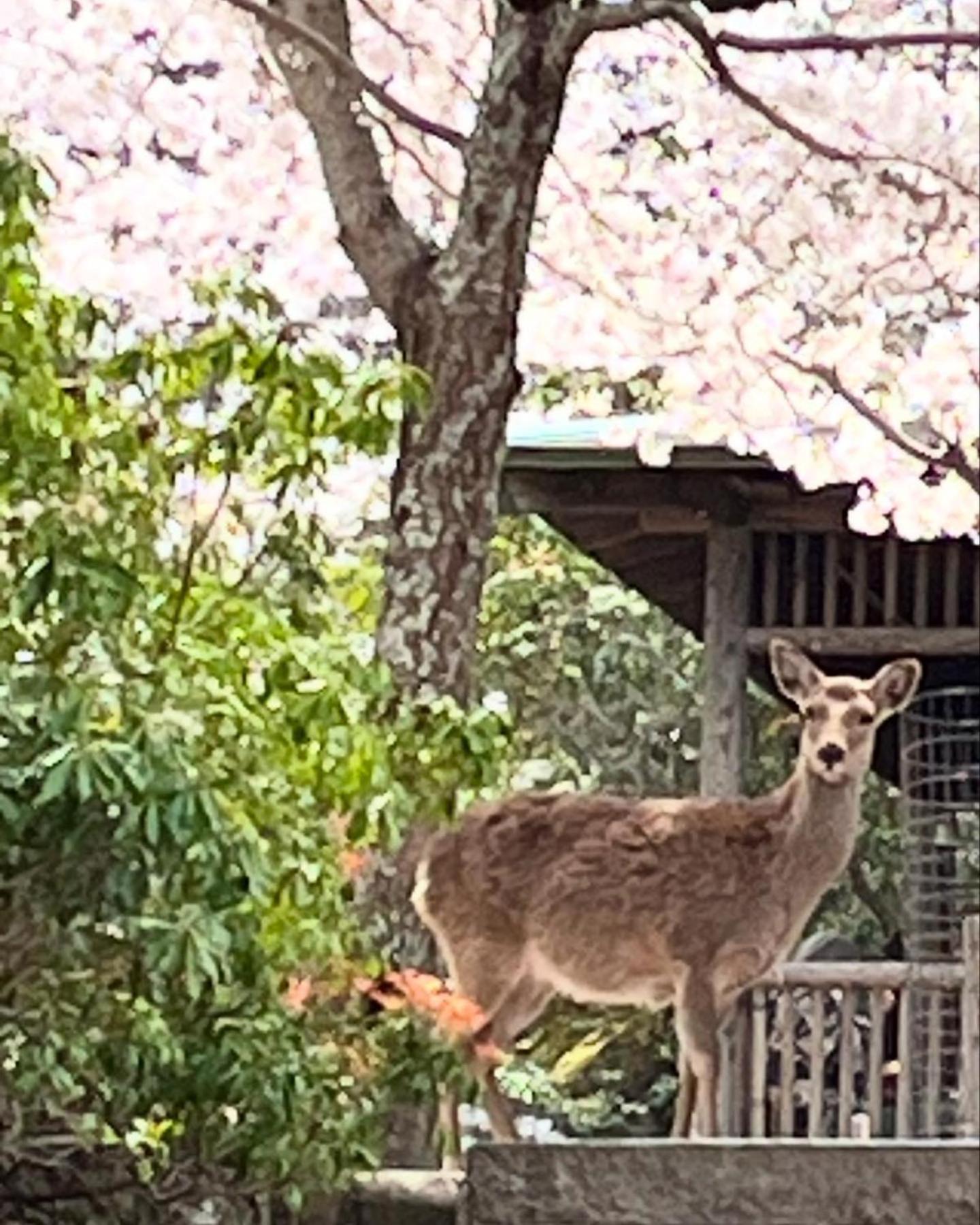 宮島 町家宿 進龍庵 Hatsukaichi Luaran gambar